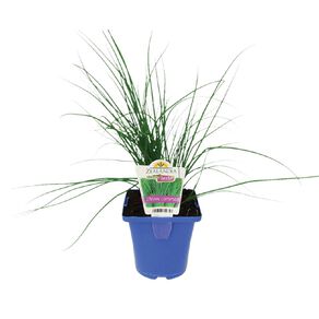 Growherbs Chives Common