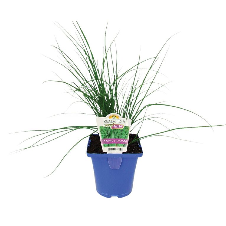 Growherbs Chives Common, , hi-res