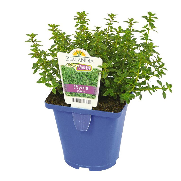 Growherbs Thyme Lemon, , hi-res