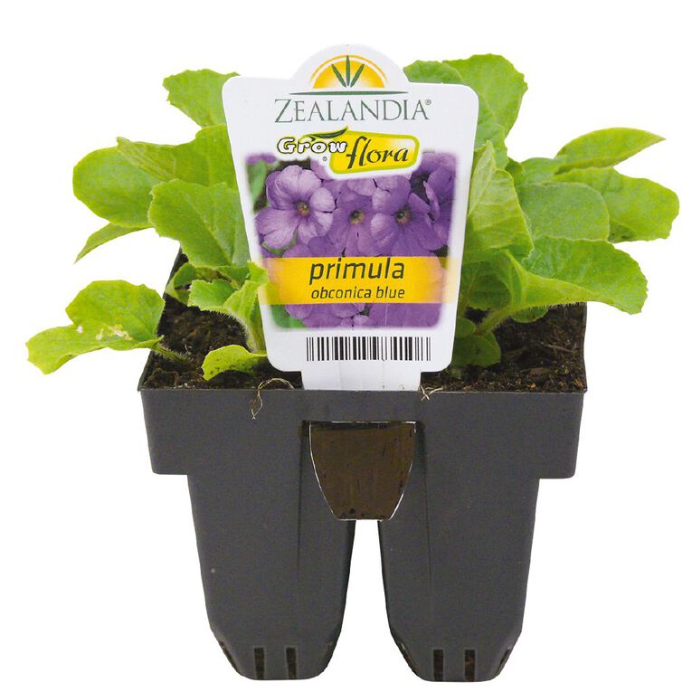 Growflora Primula Obconica Blue, , hi-res