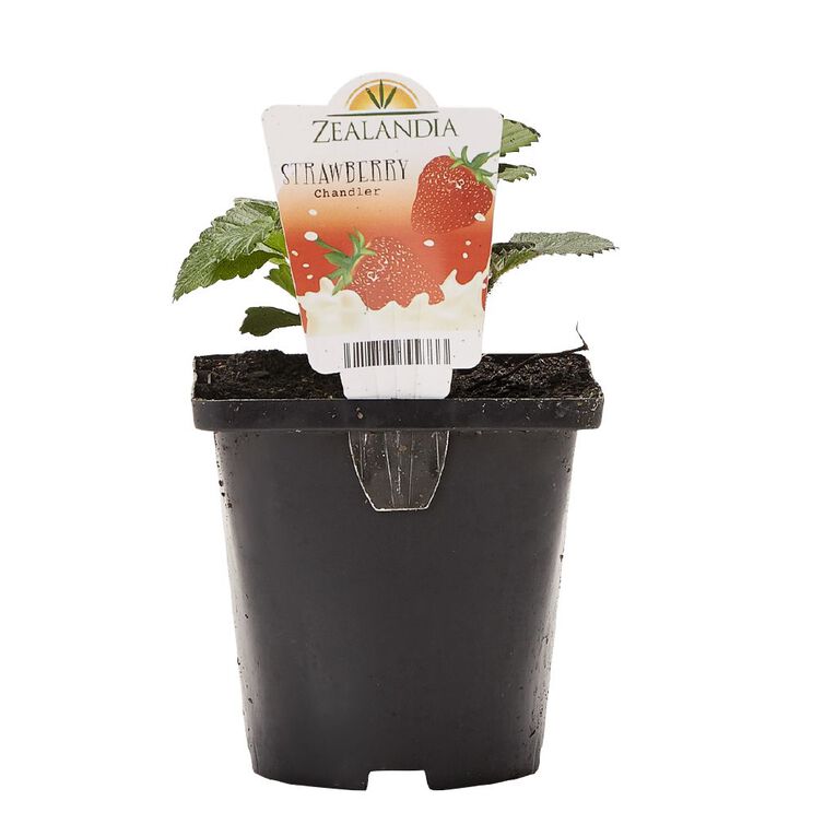 Single Strawberry Assorted 10cm Pot, , hi-res