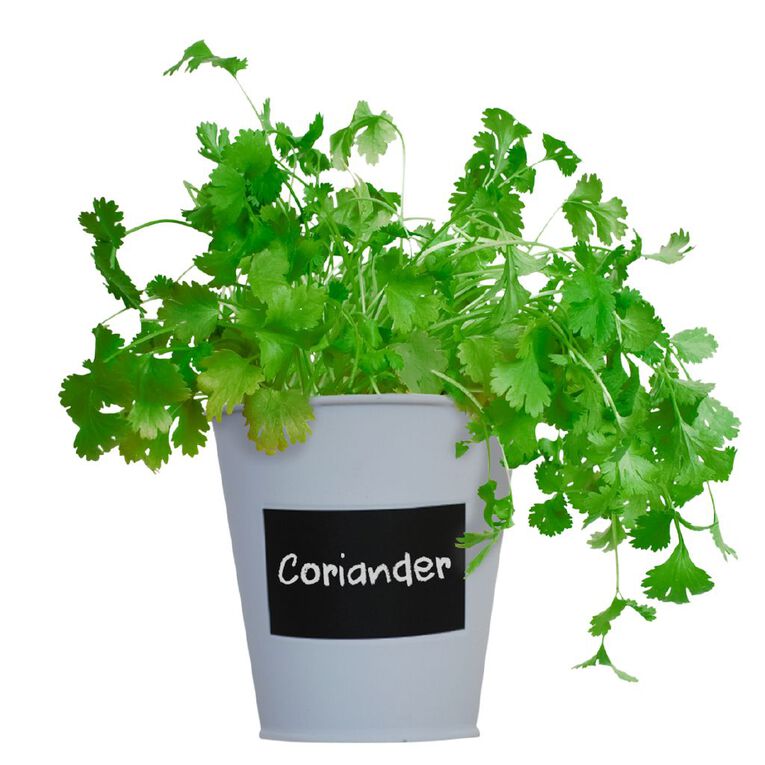 Boutique Garden Chalkboard Tin Kit - Coriander, , hi-res