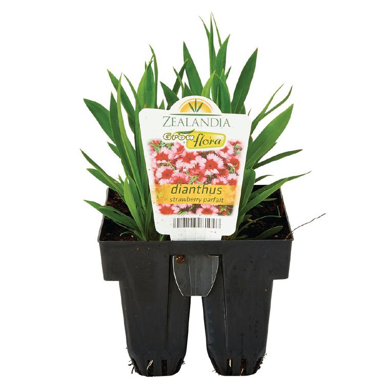 Growflora Parfait Strawberry Dianthus, , hi-res