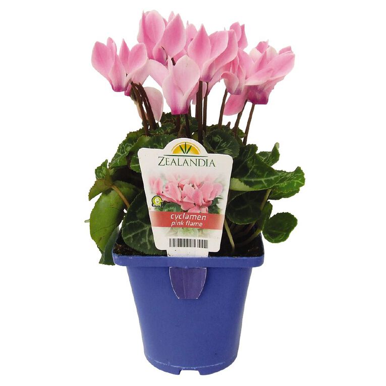 Elite Outdoor Cyclamen Mix 10cm Pot, , hi-res