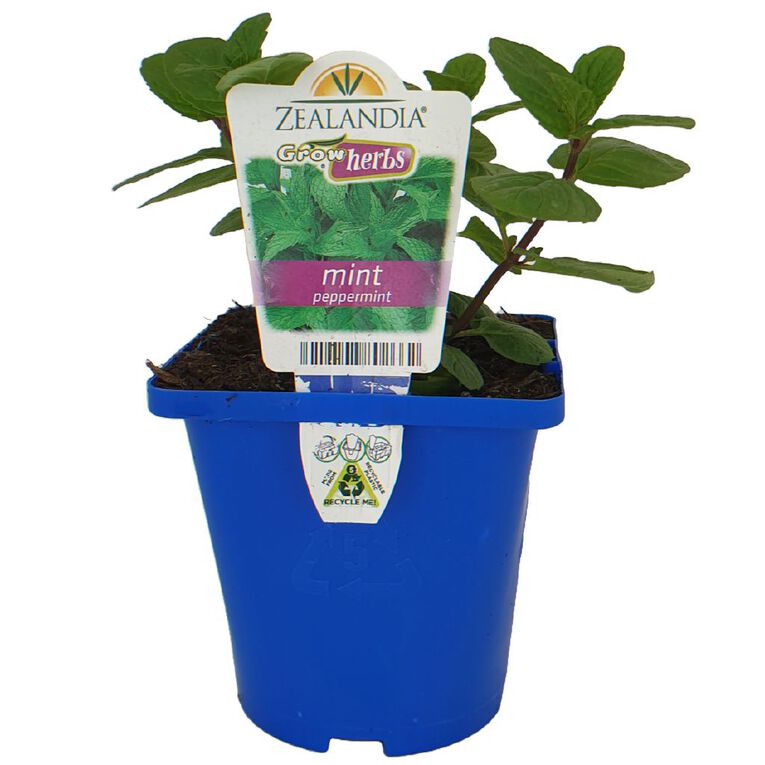 Growherbs Mint Peppermint, , hi-res