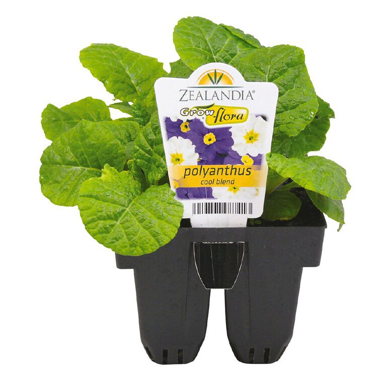 Growflora Polyanthus Cool Blend, , hi-res