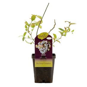 Fruit Sation Fruit Sation Blueberry Centurion 1L