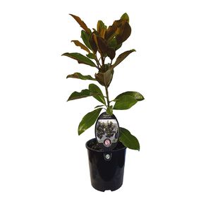 Magnolia Little Gem 1.9L