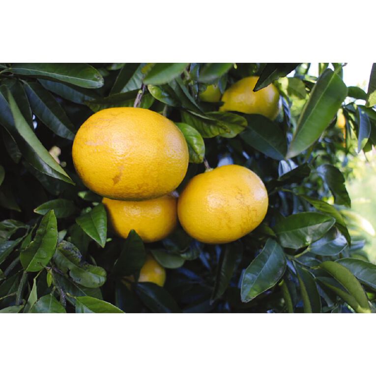 Citrus Grapefruit 4.7L Pot, , hi-res