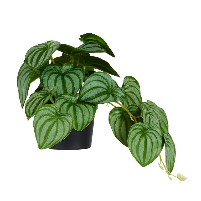 Living & Co Artificial Peperomia in Plastic Pot, , hi-res