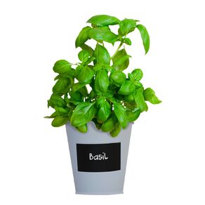 Boutique Garden Chalkboard Tin Kit - Basil