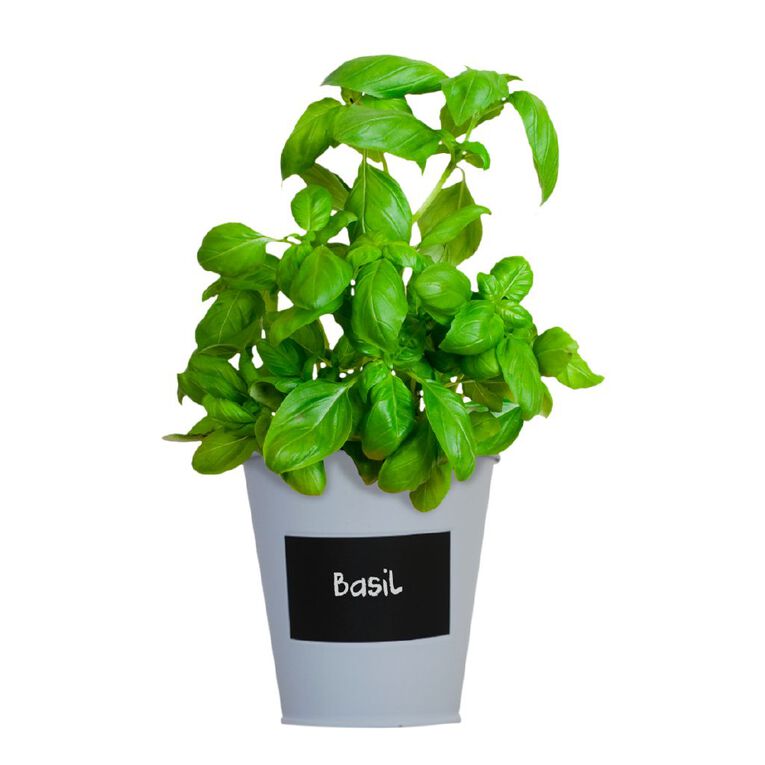 Boutique Garden Chalkboard Tin Kit - Basil, , hi-res