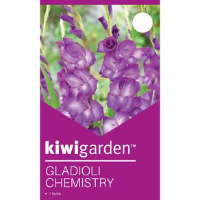 Kiwi Garden Gladioli Chemistry 7 Pack