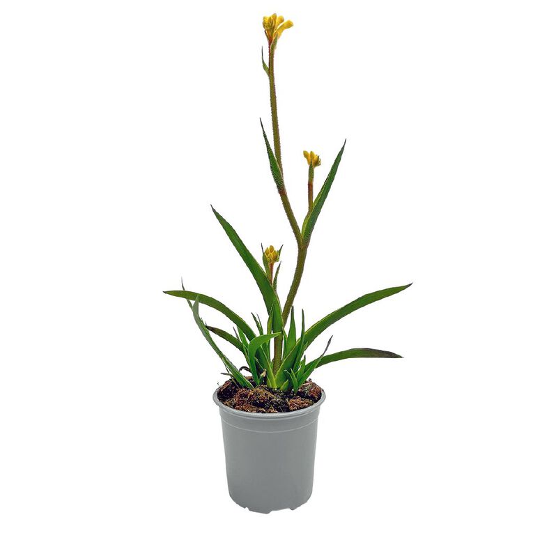 Anigozanthos 13cm, , hi-res
