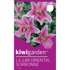 Kiwi Garden Oriental Lily Sorbonne