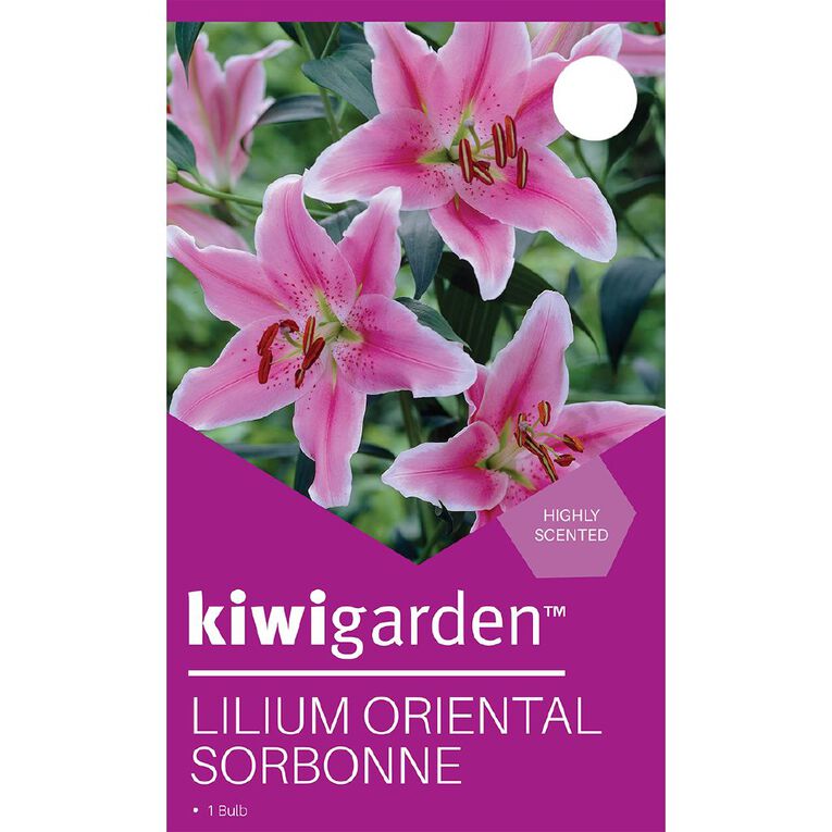 Kiwi Garden Oriental Lily Sorbonne, , hi-res