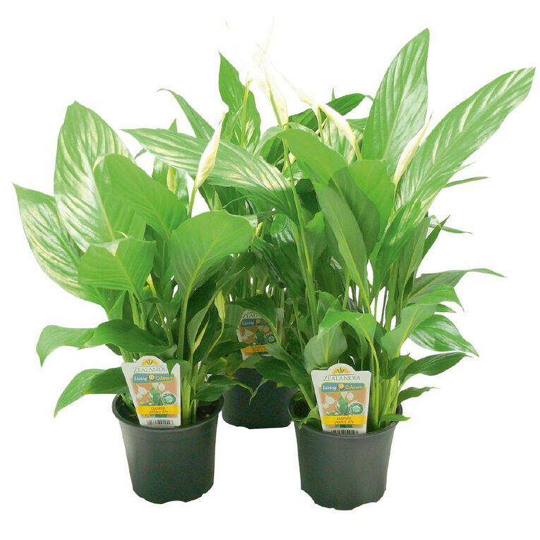Indoor Spathiphyllum (Peace Lily) 12cm Pot, , hi-res