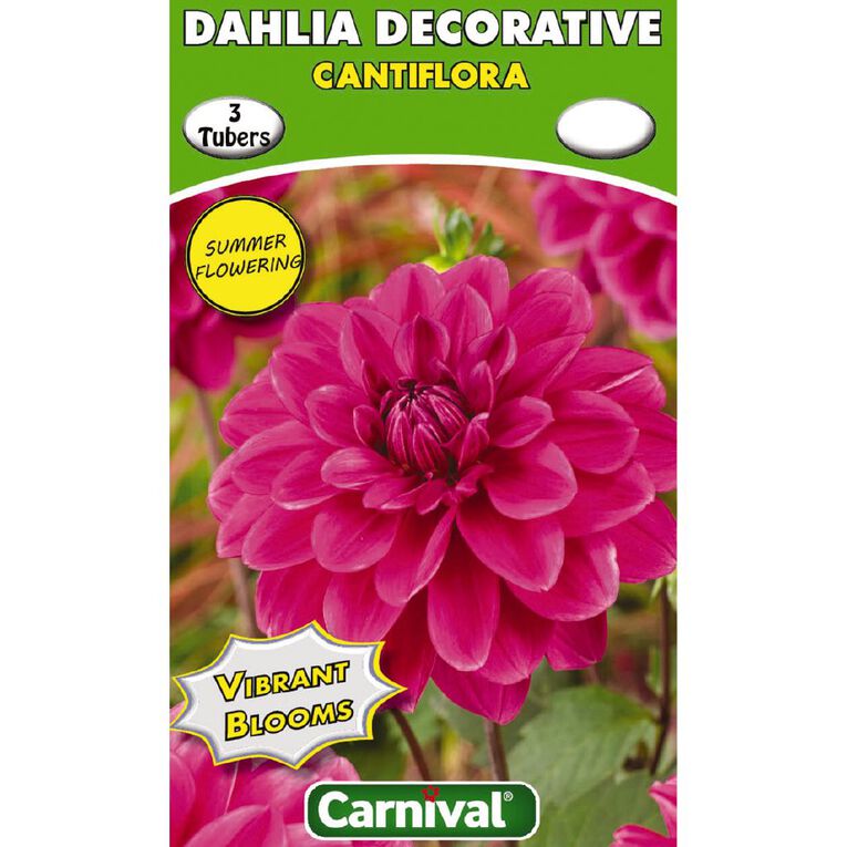 Kiwi Garden Dahlia Bulb Single Variety 3 Pack, , hi-res