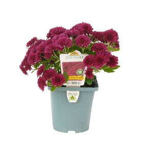 Chrysanthemum Fancy That Purple 11cm Pot