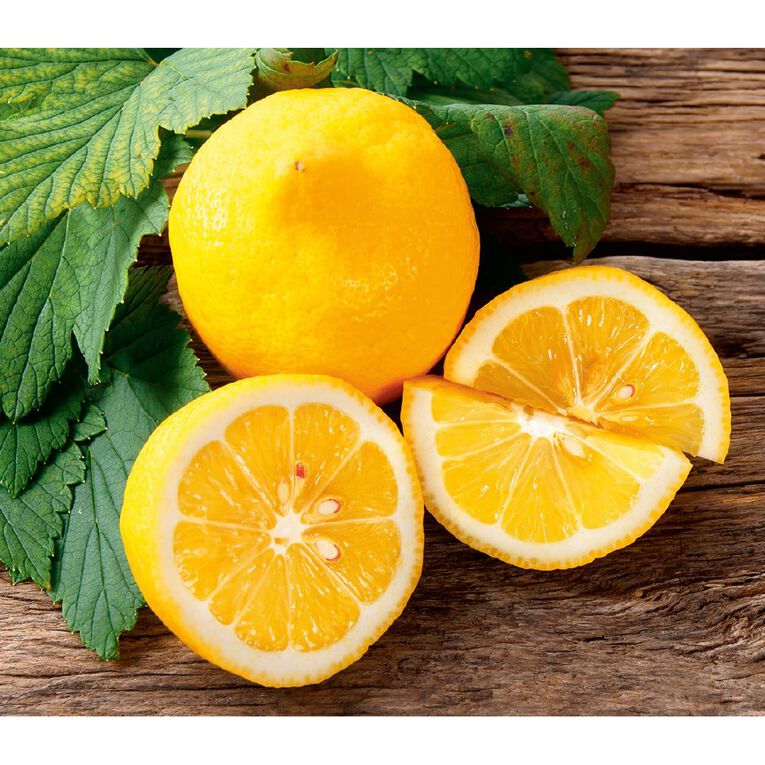 Citrus Lemon Meyer 4.7L Pot, , hi-res