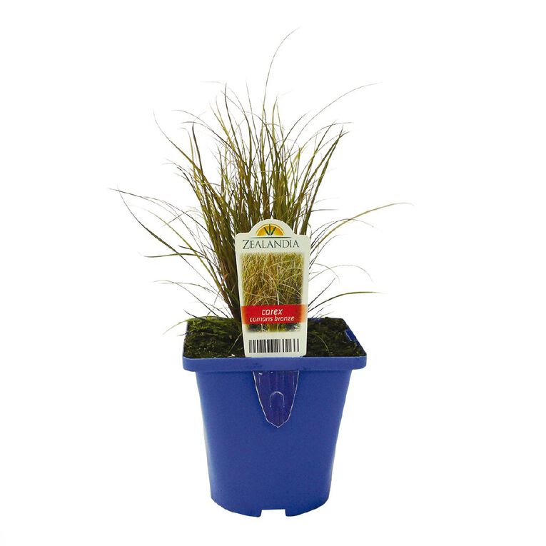 Landscape Grass Carex Comans Green 10cm Pot, , hi-res