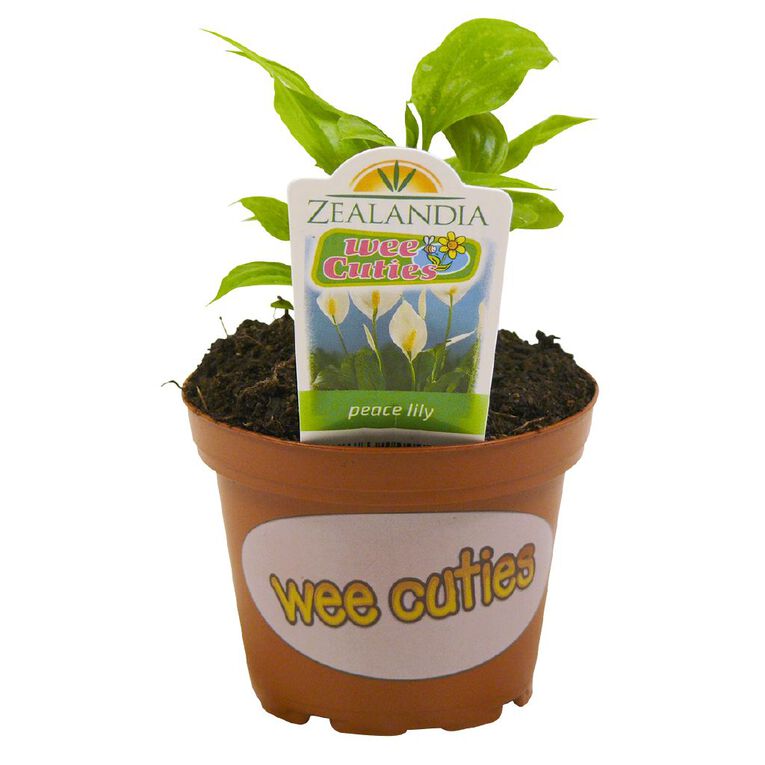 Indoor Wee Cuties Baby Houseplant 8cm Pot, , hi-res