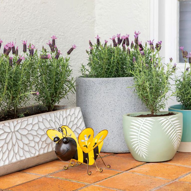 Lavender Major 1.9L Pot, , hi-res