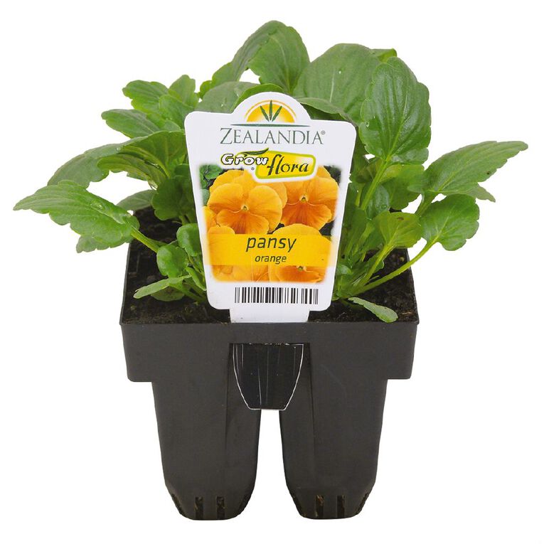 Growflora Pansy Orange, , hi-res