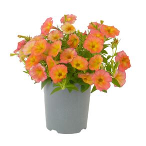 Petunia Funhouse Papaya 1.5L