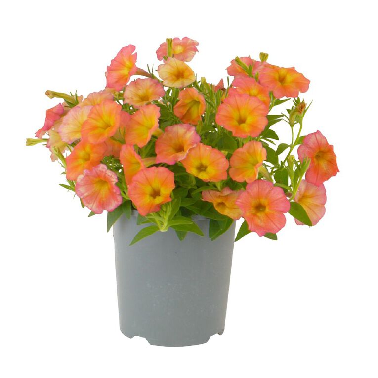Petunia Funhouse Papaya 1.5L, , hi-res