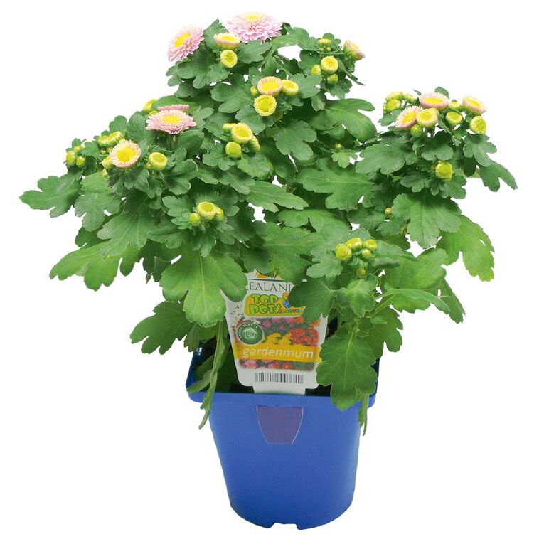 Chrysanthemum Gardenmums 10cm Pot, , hi-res