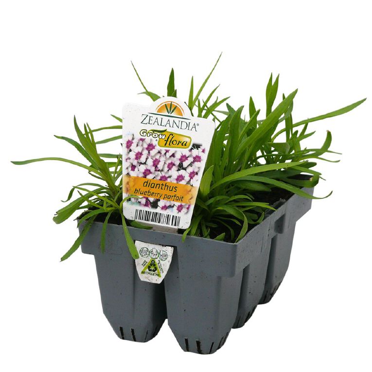 Growflora Dianthus Blueberry Parfait, , hi-res