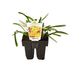 Growflora Gazania Mix