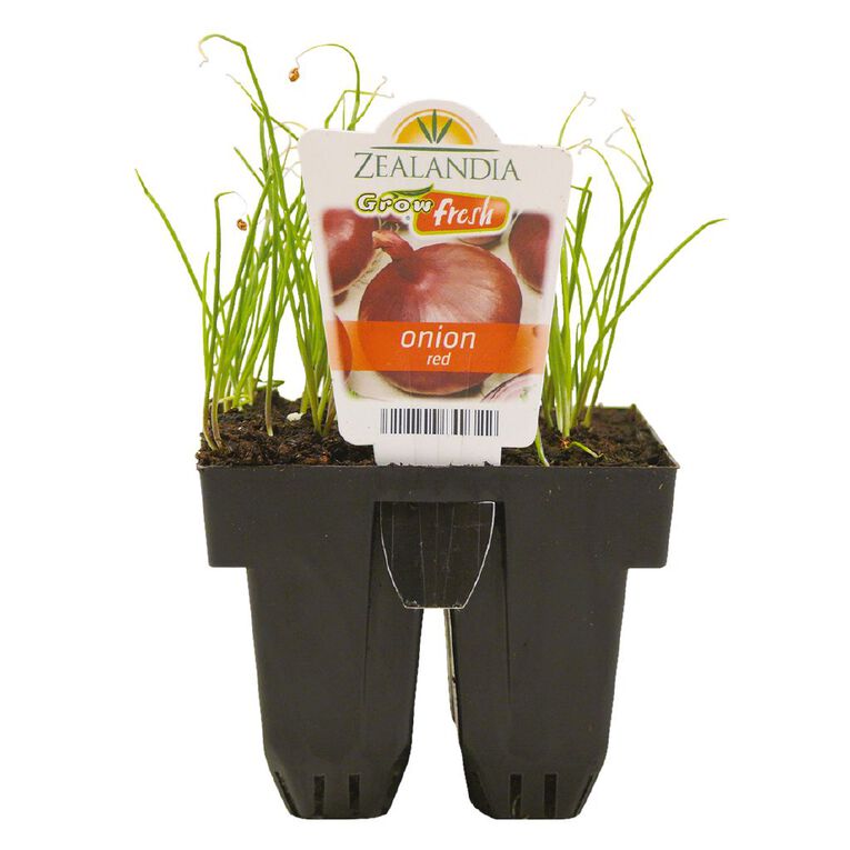 Growfresh Onion Red, , hi-res