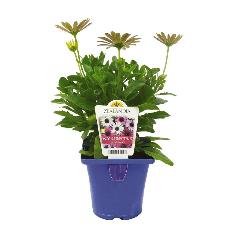 Elite Osteospermum Akila Grand Canyon Mix 10cm Pot, , hi-res