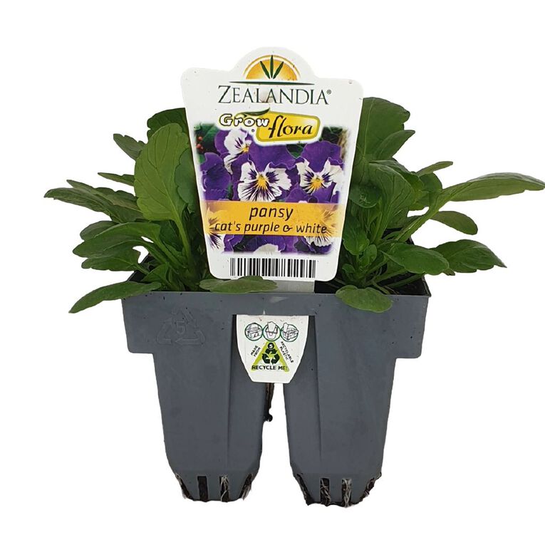 Growflora Pansy Cats Purple and White, , hi-res