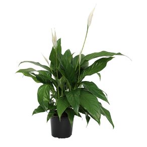Spathiphyllum EWN 15cm Pot