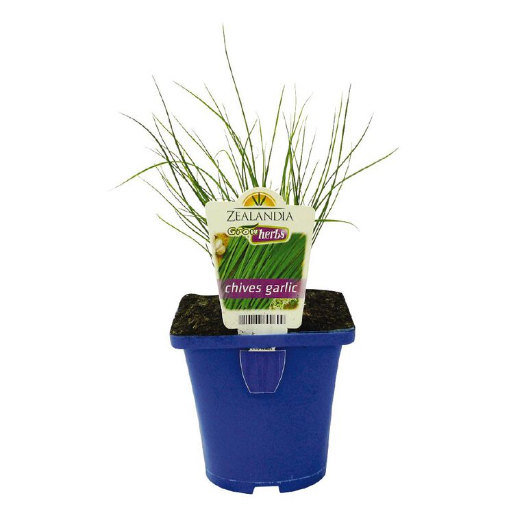 Growherbs Chives Garlic, , hi-res