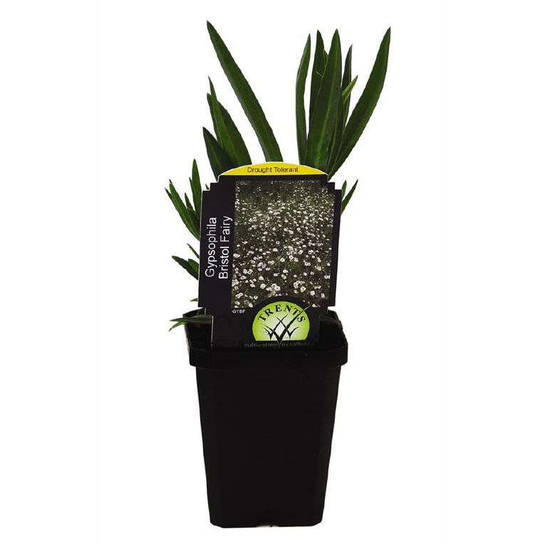 Gypsophila 9cm Pot, , hi-res