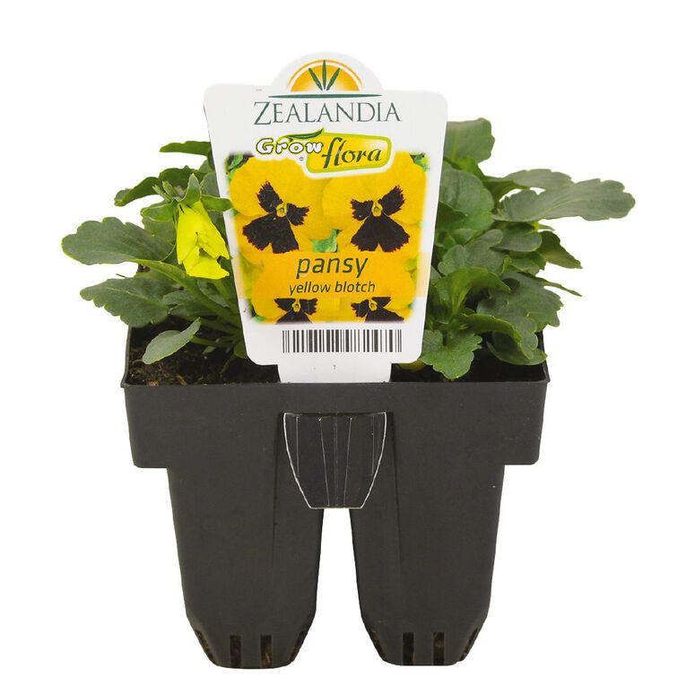 Growflora Pansy Yellow Blotch, , hi-res