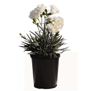 Dianthus 12cm Pot