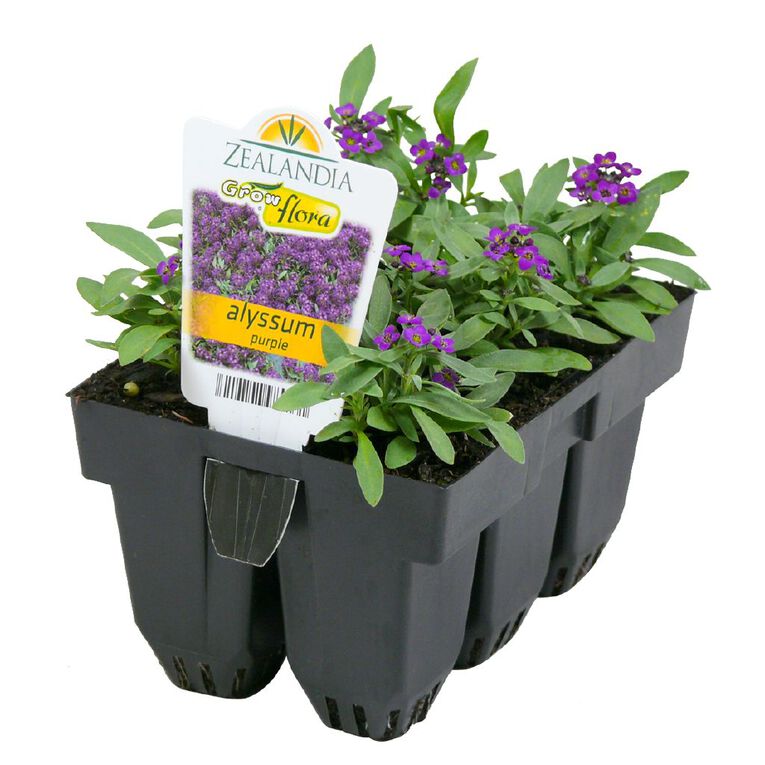 Growflora Alyssum Royal Carpet, , hi-res