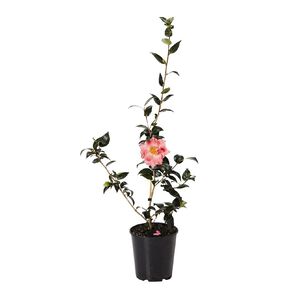 Camellia Potted Plant 4.7L Assorted
