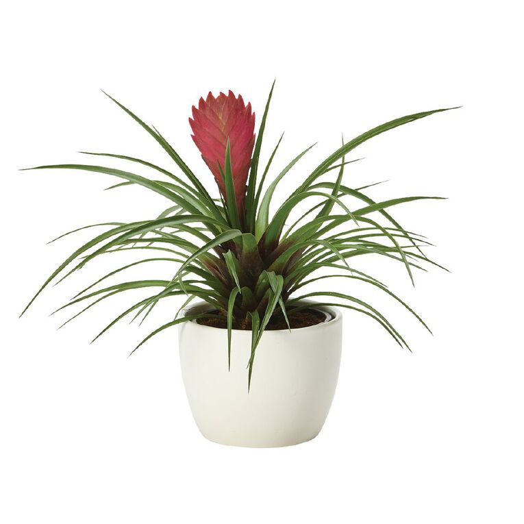 Foliage in Ceramic (Tabletops) 9cm Pot, , hi-res
