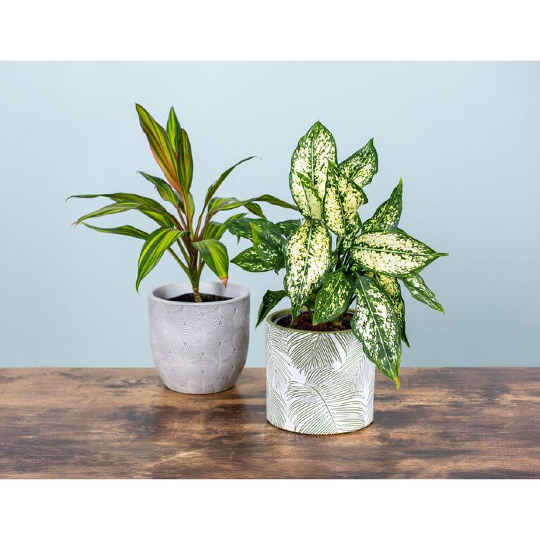 Kiwi Garden Terracotta Pots 13.5x13.5x12.5cm, , hi-res