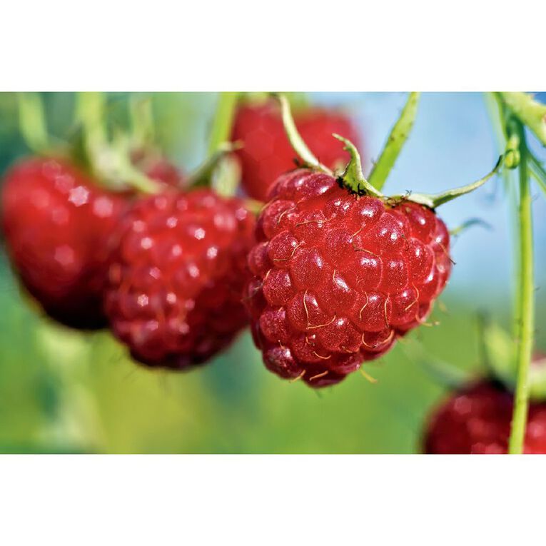 Fruit Sation Berry Fruit Raspberry Tulameen, , hi-res