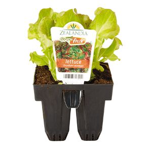 Growfresh Lettuce Drunken Women