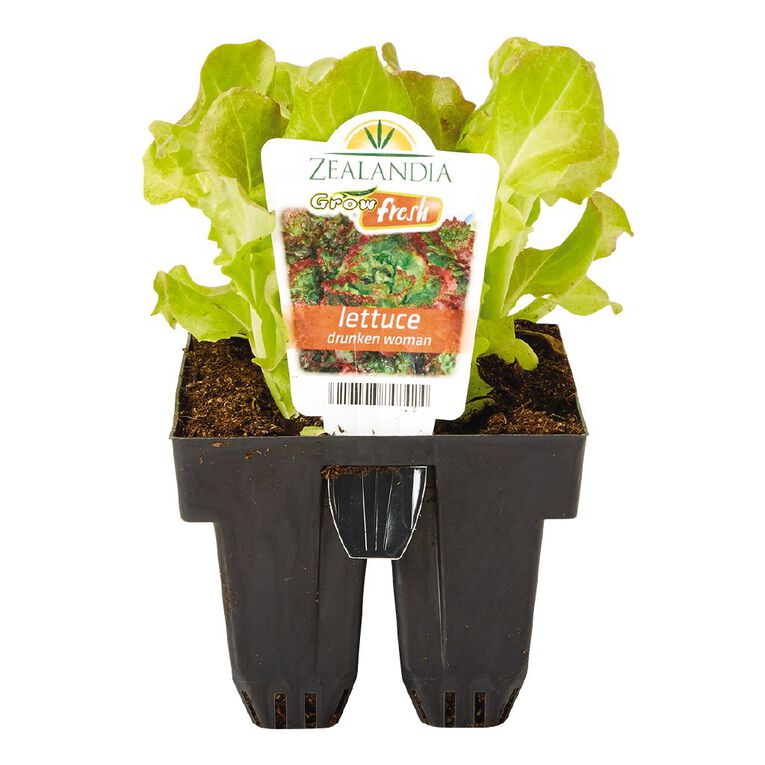 Growfresh Lettuce Drunken Women, , hi-res