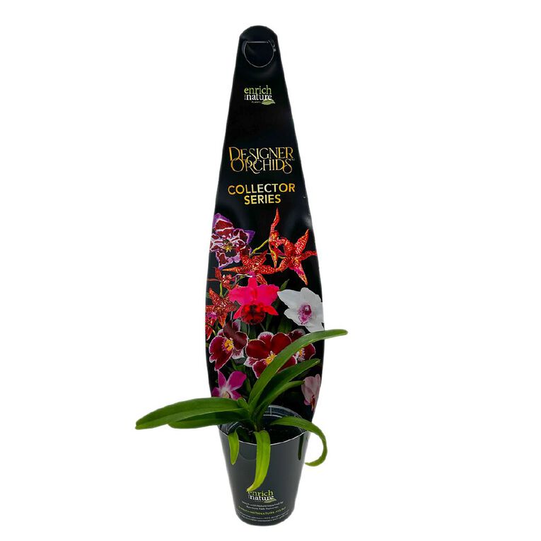 Strap leaf vanda 6cm, , hi-res