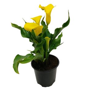 Zantedeschia 10.5cm
